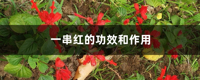 一串红的功效和作用 一串红的功效和作用