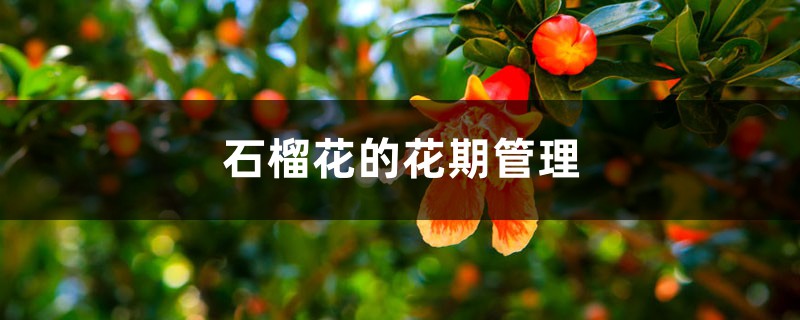 石榴花的花期管理 石榴花的花期管理