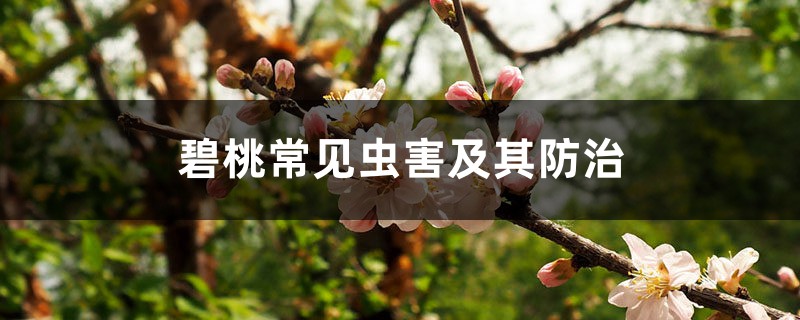 碧桃常见虫害及其防治 碧桃常见虫害及其防治