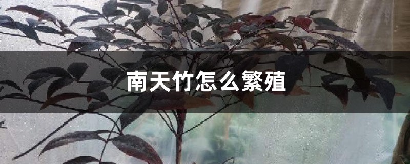 南天竹怎么繁殖 南天竹怎么繁殖