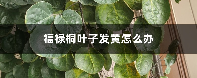 福禄桐叶子发黄怎么办 福禄桐叶子发黄怎么办