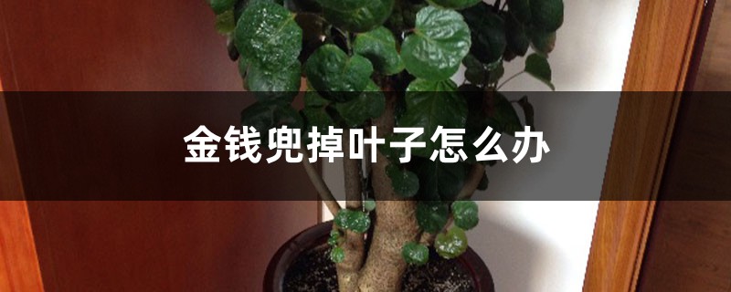 金钱兜掉叶子怎么办 金钱兜掉叶子怎么办