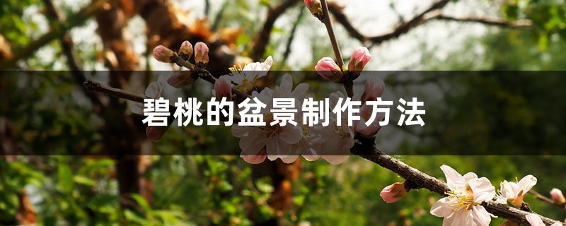 碧桃的盆景制作方法 碧桃的盆景制作方法