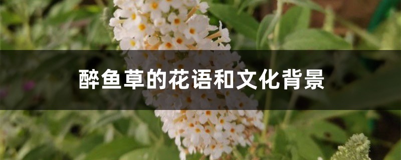 醉鱼草的花语和文化背景 醉鱼草的花语和文化背景
