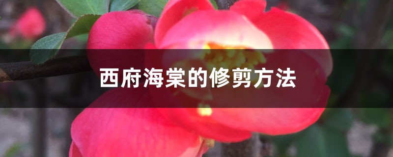 西府海棠的修剪方法 西府海棠的修剪方法