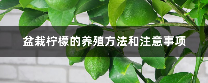 盆栽柠檬的养殖方法和注意事项 盆栽柠檬的养殖方法和注意事项