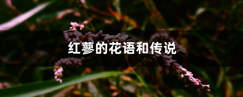 红蓼的花语和传说 红蓼的花语和传说