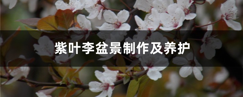 紫叶李盆景制作及养护 紫叶李盆景制作及养护