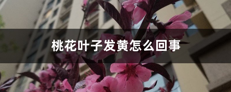 桃花叶子发黄怎么回事 桃花叶子发黄怎么回事