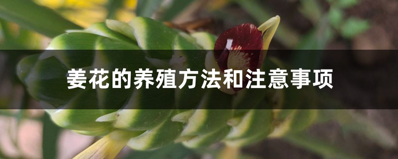 姜花的养殖方法和注意事项 姜花的养殖方法和注意事项