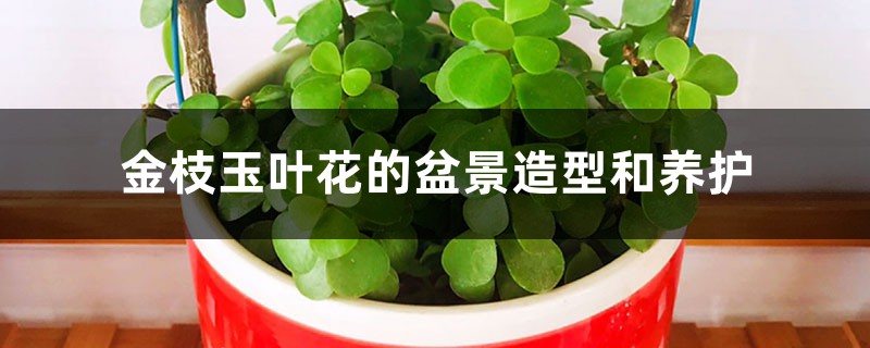 金枝玉叶花的盆景造型和养护 金枝玉叶花的盆景造型和养护