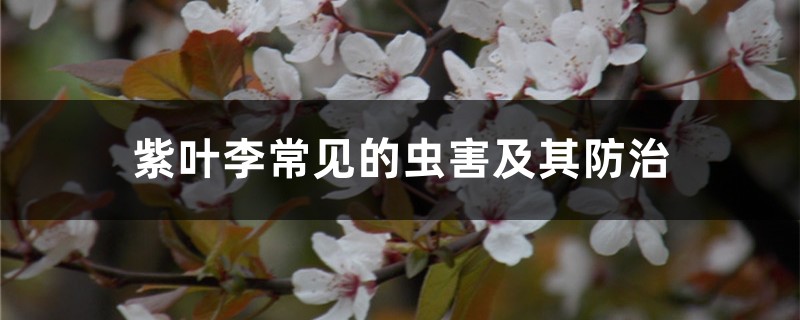 紫叶李常见的虫害及其防治 紫叶李常见的虫害及其防治