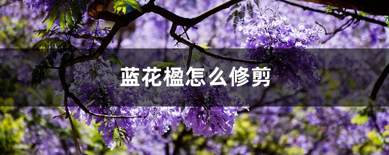 蓝花楹怎么修剪 蓝花楹怎么修剪