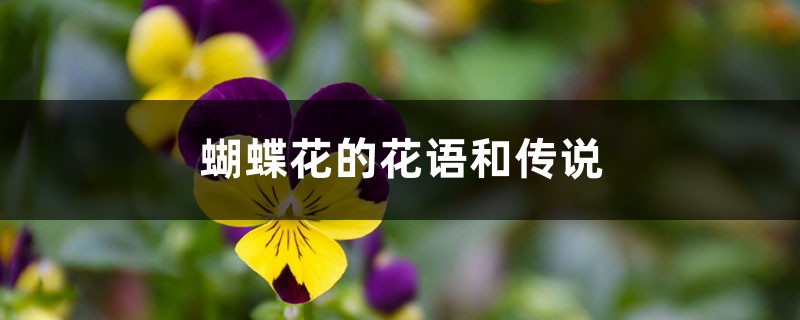 蝴蝶花的花语和传说 蝴蝶花的花语和传说