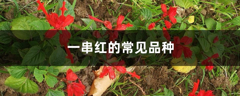 一串红的常见品种 一串红的常见品种