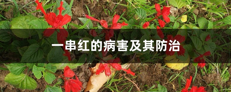 一串红的病害及其防治 一串红的病害及其防治