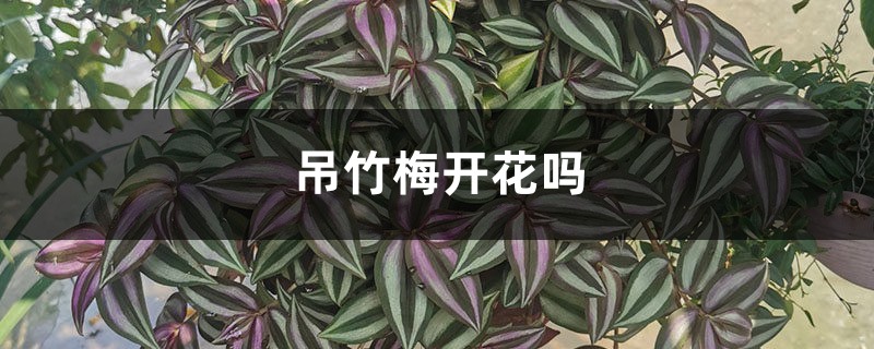 吊竹梅开花吗 吊竹梅开花吗