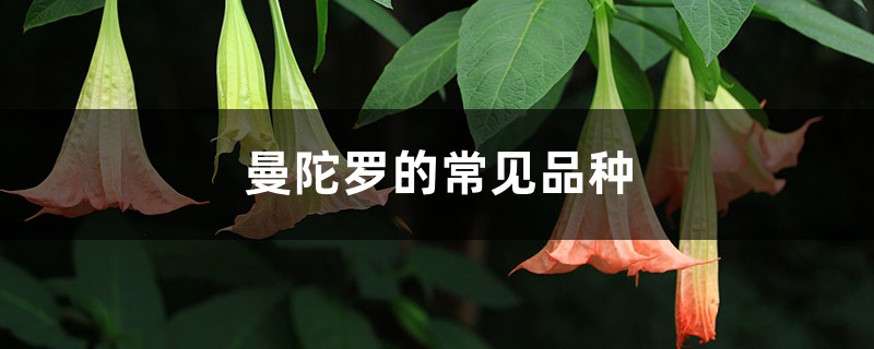 曼陀罗的常见品种 曼陀罗的常见品种
