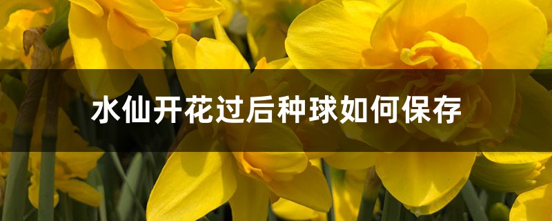 水仙开花过后种球如何保存 水仙开花过后种球如何保存