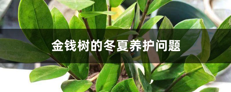 金钱树的冬夏养护问题 金钱树的冬夏养护问题