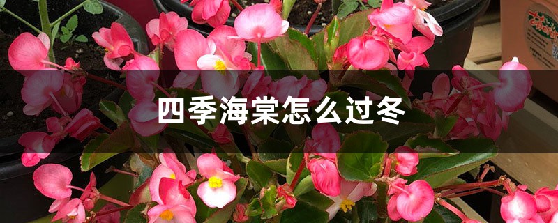 四季海棠怎么过冬 四季海棠怎么过冬