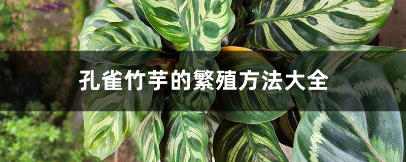 孔雀竹芋的繁殖方法大全 孔雀竹芋的繁殖方法大全
