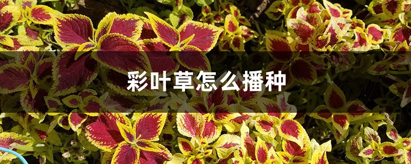 彩叶草怎么播种 彩叶草怎么播种