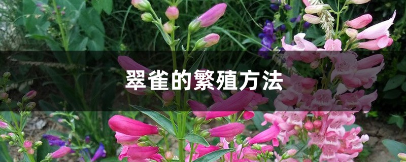翠雀的繁殖方法 翠雀的繁殖方法