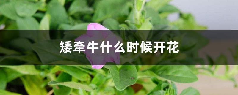 矮牵牛什么时候开花 矮牵牛什么时候开花