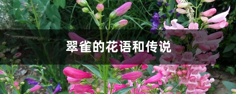 翠雀的花语和传说 翠雀的花语和传说