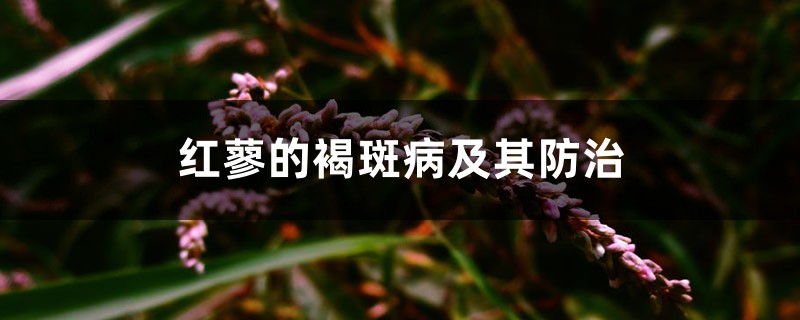 红蓼的褐斑病及其防治 红蓼的褐斑病及其防治