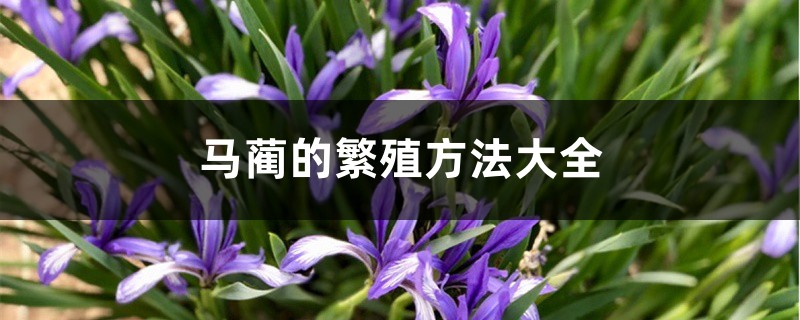 马蔺的繁殖方法大全 马蔺的繁殖方法大全