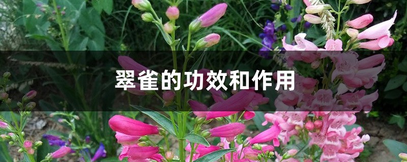 翠雀的功效和作用 翠雀的功效和作用