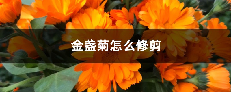 金盏菊怎么修剪 金盏菊怎么修剪