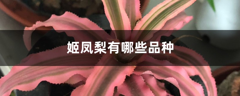 姬凤梨有哪些品种 姬凤梨有哪些品种