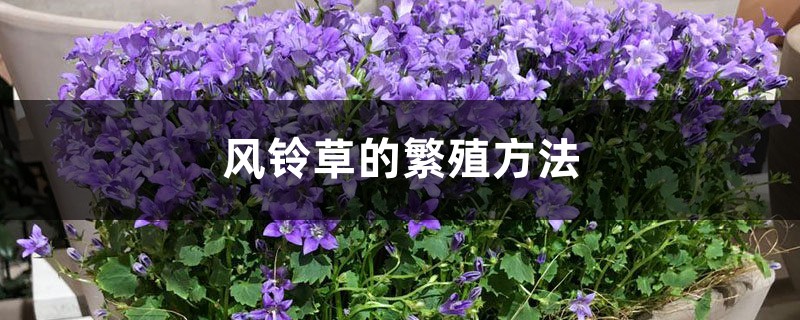 风铃草的繁殖方法 风铃草的繁殖方法