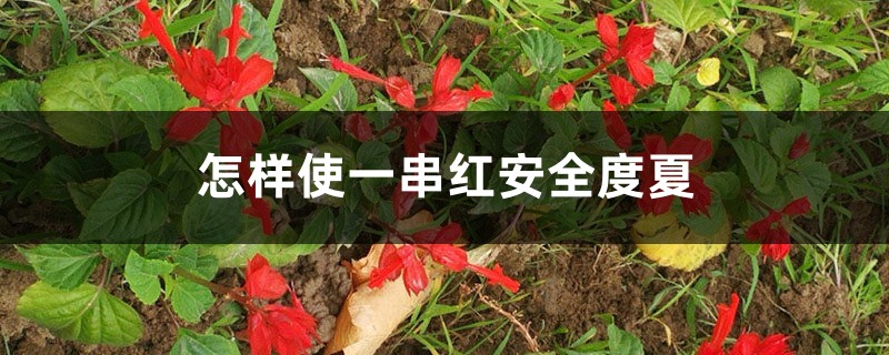 怎样使一串红安全度夏 怎样使一串红安全度夏