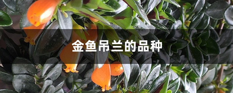 金鱼吊兰的品种 金鱼吊兰的品种