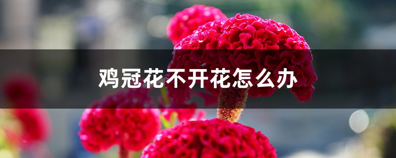 鸡冠花不开花怎么办 鸡冠花不开花怎么办
