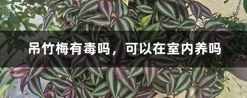 吊竹梅有毒吗,可以在室内养吗 吊竹梅有毒吗,可以在室内养吗