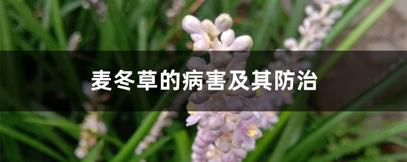麦冬草的病害及其防治 麦冬草的病害及其防治