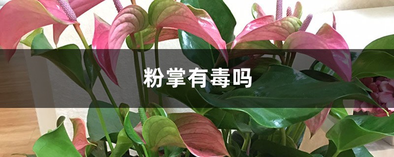 粉掌有毒吗 粉掌有毒吗