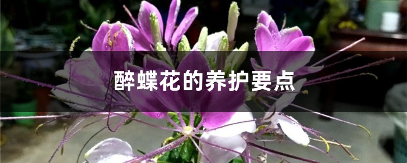 醉蝶花的养护要点 醉蝶花的养护要点