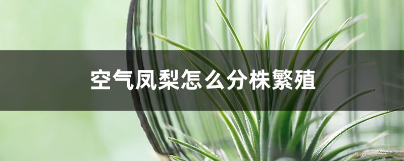 空气凤梨怎么分株繁殖 空气凤梨怎么分株繁殖