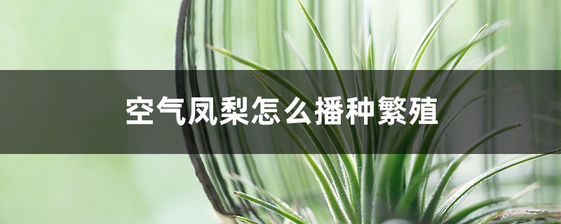 空气凤梨怎么播种繁殖 空气凤梨怎么播种繁殖