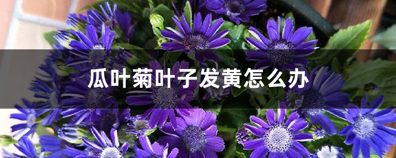瓜叶菊叶子发黄怎么办 瓜叶菊叶子发黄怎么办