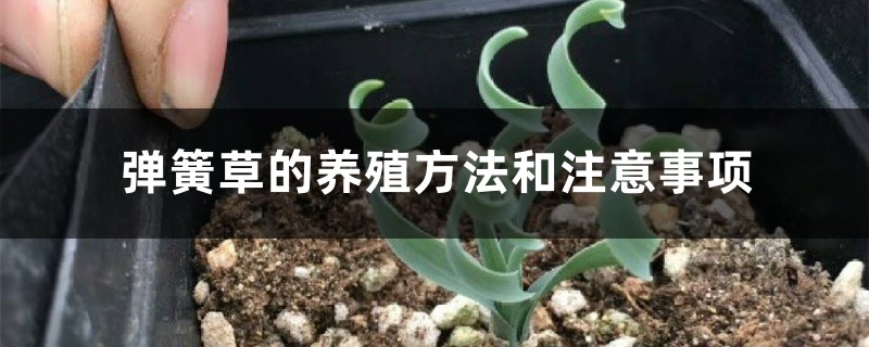 弹簧草的养殖方法和注意事项 弹簧草的养殖方法和注意事项