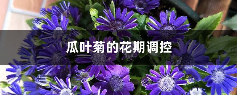 瓜叶菊的花期调控 瓜叶菊的花期调控
