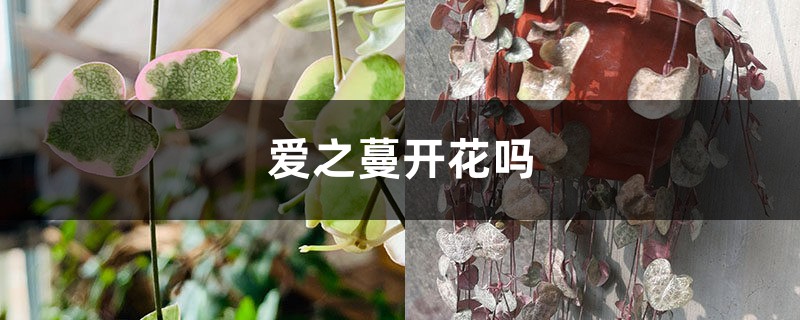 爱之蔓开花吗 爱之蔓开花吗