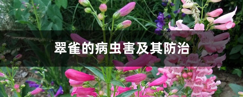 翠雀的病虫害及其防治 翠雀的病虫害及其防治